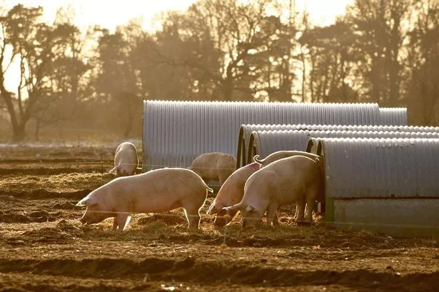 Cranswick beefs up margins targets as it partners with Sainsbury on £61m project